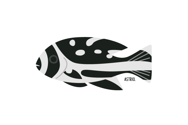 マダラタルミ(幼魚)